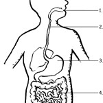 Free Coloring Pages Of Digestive System, Download Free Coloring Pages Intended For Human Digestive System Worksheet