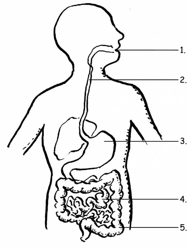 Free Coloring Pages Of Digestive System, Download Free Coloring Pages Intended For Human Digestive System Worksheet