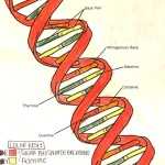 Free Dna Double Helix Worksheets – Hess Un Academy Intended For Dna The Double Helix Worksheet
