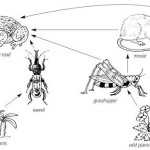 Free Download Famosos The Scarlet Ibis Worksheet Answersnfraganti In The Scarlet Ibis Worksheet Answers