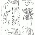 Free Life Cycle Of A Plant Coloring Page, Download Free Life Cycle Of A Plant Coloring Page Png With Butterfly Life Cycle Worksheet