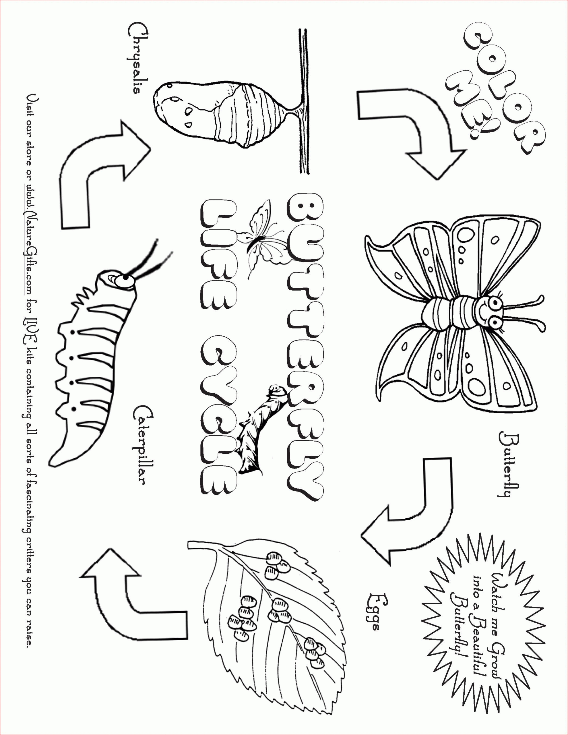 Free Life Cycle Of A Plant Coloring Page, Download Free Life Cycle Of A Plant Coloring Page Png With Butterfly Life Cycle Worksheet