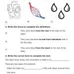 Fresh How The Circulatory System Works Worksheet Answers – The Within Circulatory System Worksheet Answers