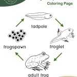 Frog Life Cycle Coloring Page – Meigs Point Nature Center For Frog Life Cycle Worksheet