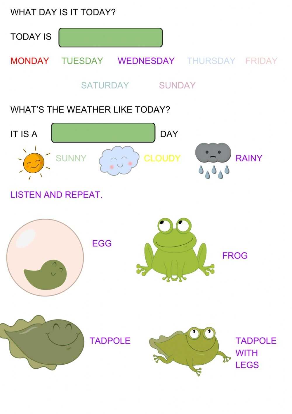 Frog Life Cycle Interactive Worksheet pertaining to Frogs Life Cycle Worksheet