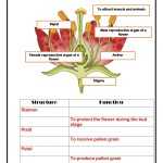 Function Of Flower Worksheet With Regard To Plant Parts And Functions Worksheet