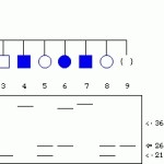 Gel Electrophoresis Practice Worksheet Answer Key – Clever Fashion Media Pertaining To Gel Electrophoresis Worksheet Answers