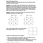 Genetics Practice Problems 3 Monohybrid Problems Worksheet 1 Answers — Db Excel Regarding Genetics Practice Problems Worksheet