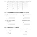 Genetics Practice Problems Worksheet Throughout Genotypes And Phenotypes Worksheet