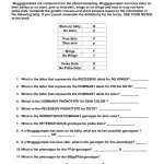 Genetics Problems Worksheet 1 Answer Key — Db Excel Intended For Genetics Practice Problem Worksheet