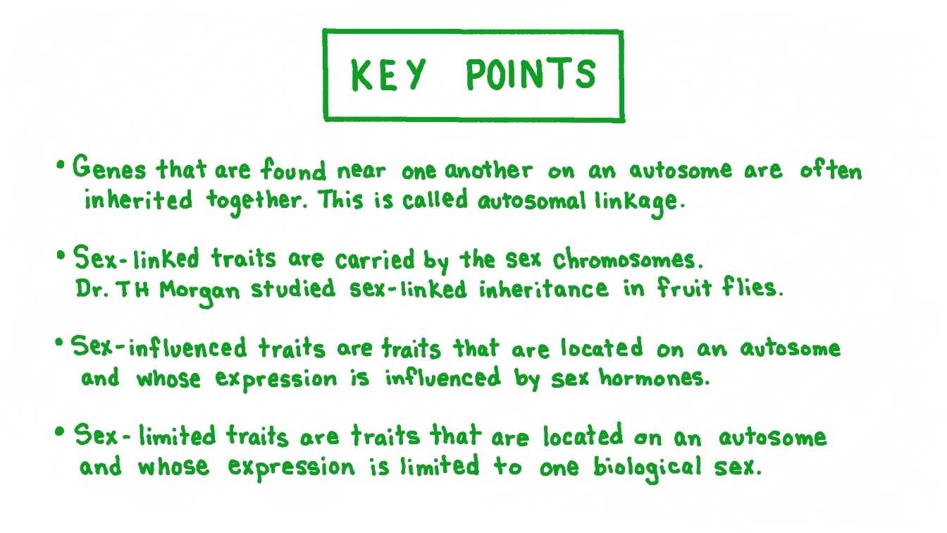 Genetics X Linked Genes Worksheet throughout Genetics X Linked Genes Worksheet