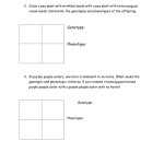Genotypes And Phenotypes Worksheet Answers In Genotypes And Phenotypes Worksheet Answers
