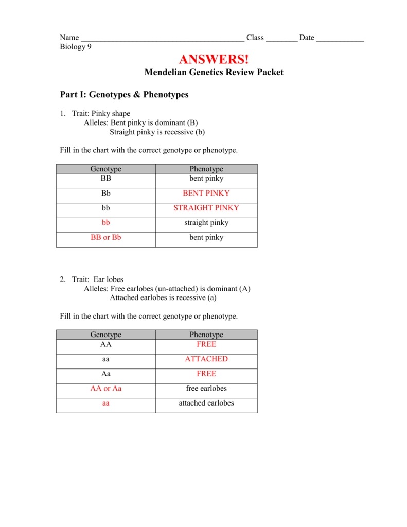 Genotypes And Phenotypes Worksheet Answers - Word Worksheet with Genotypes And Phenotypes Worksheet