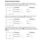 Genotypes And Phenotypes Worksheet Intended For Genotypes And Phenotypes Worksheet Answers