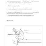 [Get 39+] 35+ Photosynthesis And Respiration Worksheet Answers Pictures Png Regarding Photosynthesis And Cellular Respiration Worksheet