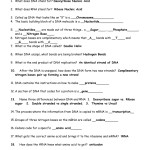 Gizmo Worksheet Answers Rna And Protein Synthesis – Decalinspire With Protein Synthesis Worksheet Answers