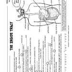 Grade 3 Digestive System Worksheet Pdf - Thekidsworksheet within Digestive System Worksheet Pdf