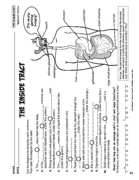 Grade 3 Digestive System Worksheet Pdf - Thekidsworksheet within Digestive System Worksheet Pdf