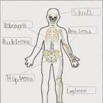 Happy Learners: Human Body Organ Systems With Regard To The Skeletal System Worksheet