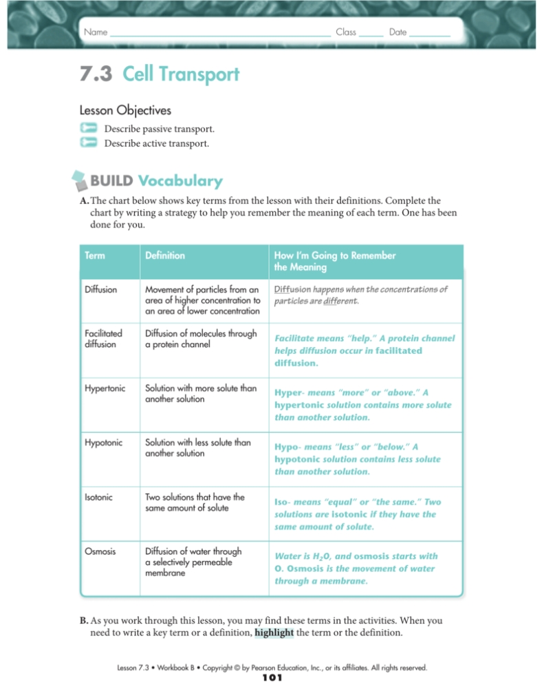 Homeostasis And Cell Transport Worksheet Answers - Escolagersonalvesgui Regarding 7 3 Cell Transport Worksheet Answers