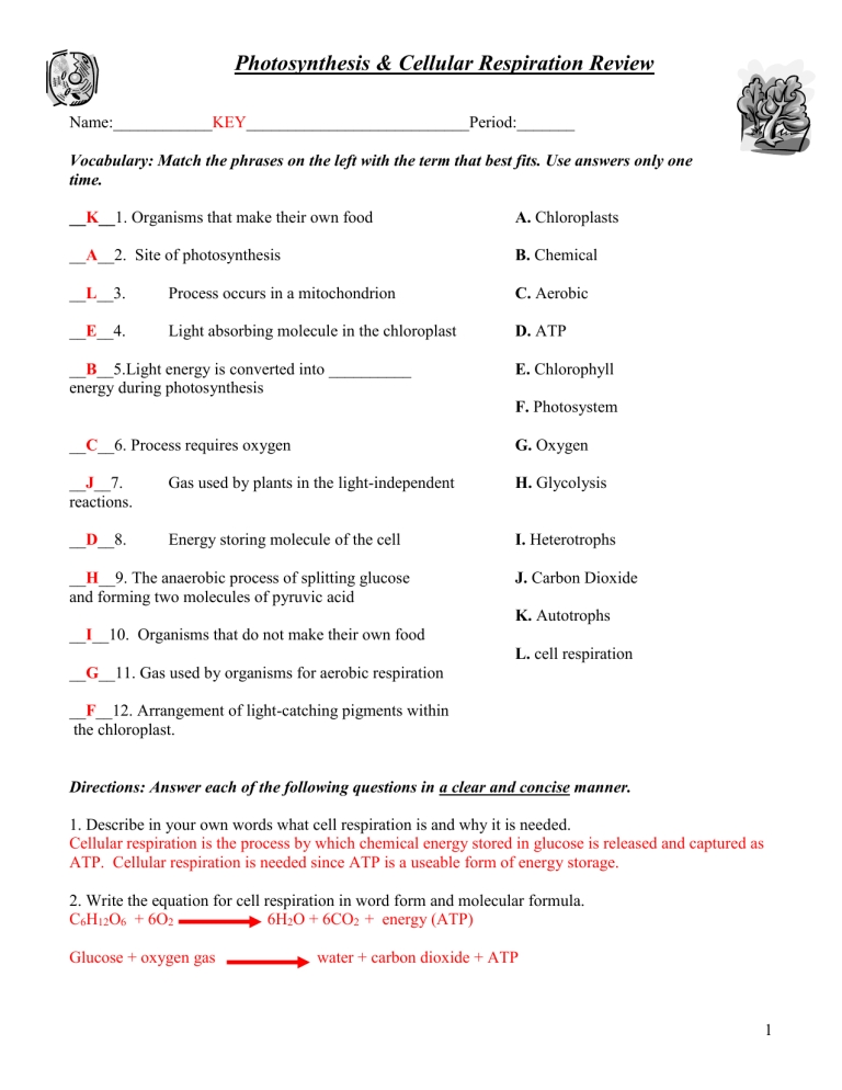 Honors Biology Cell Respiration And Photosynthesis Review Packet Answer Key Throughout Cellular Respiration Review Worksheet