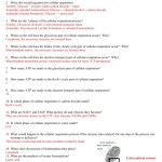 Honors Biology Cellular Respiration Worksheet Answers – Thekidsworksheet Intended For Photosynthesis And Respiration Worksheet Answers