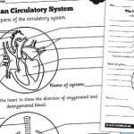 Human Body Overall Circulatory System Labelling Worksheet Intended For The Cardiovascular System Worksheet