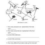 Identifying Feeding Relationships In A Food Web Worksheet Intended For Food Chains And Webs Worksheet