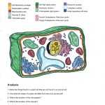Inesyfederico Clases: Cell Coloring Worksheet Intended For Animal Cells Coloring Worksheet