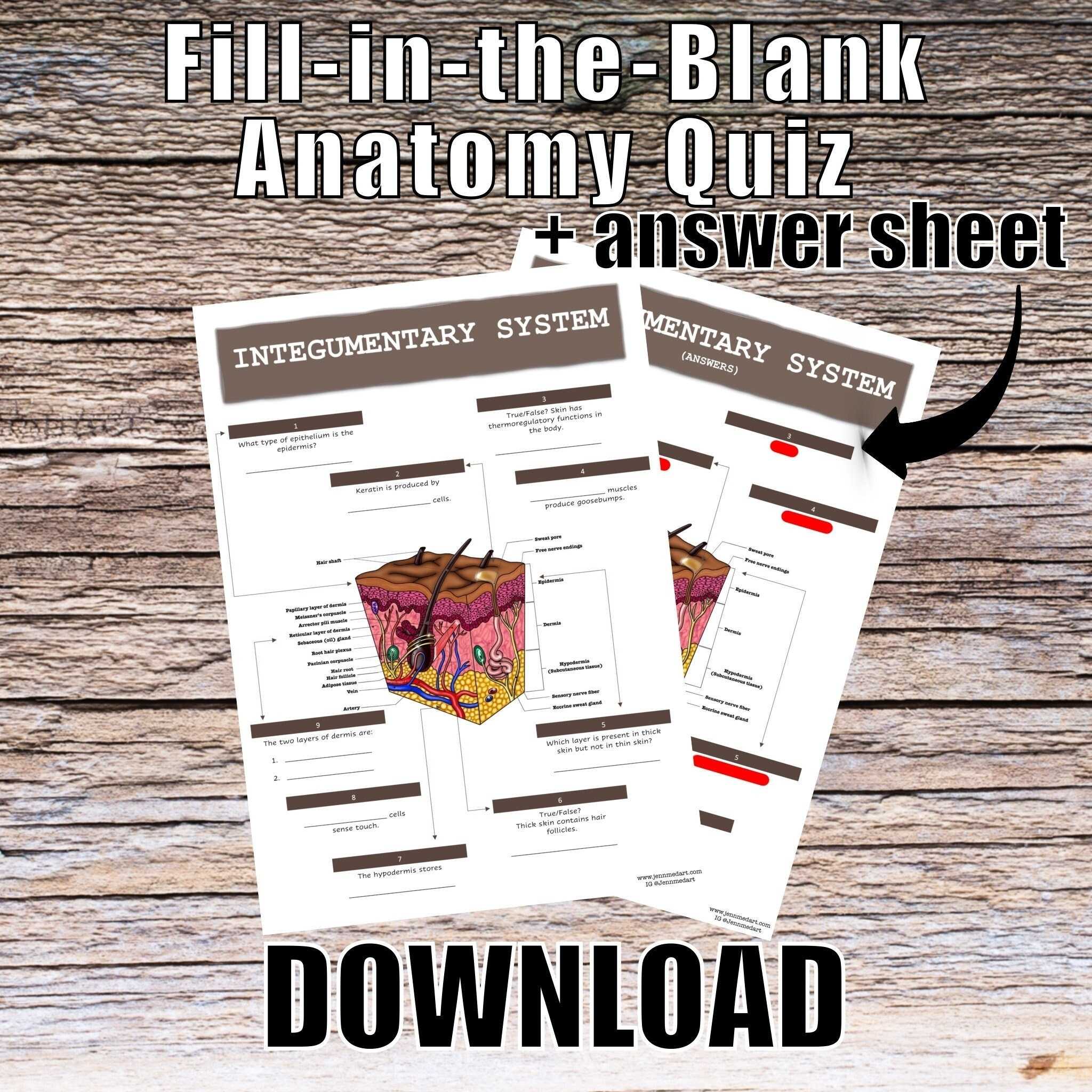 Integumentary System Anatomy Quiz Worksheet Answers - Etsy Australia With Integumentary System Worksheet Answers