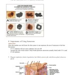 Integumentary System Worksheet Answers Elegant The Integumentary System 272 with Integumentary System Worksheet Answers