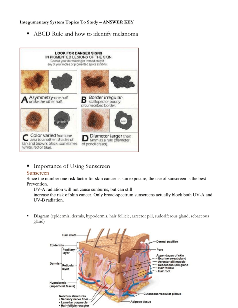 Integumentary System Worksheet Answers Elegant The Integumentary System 272 with Integumentary System Worksheet Answers