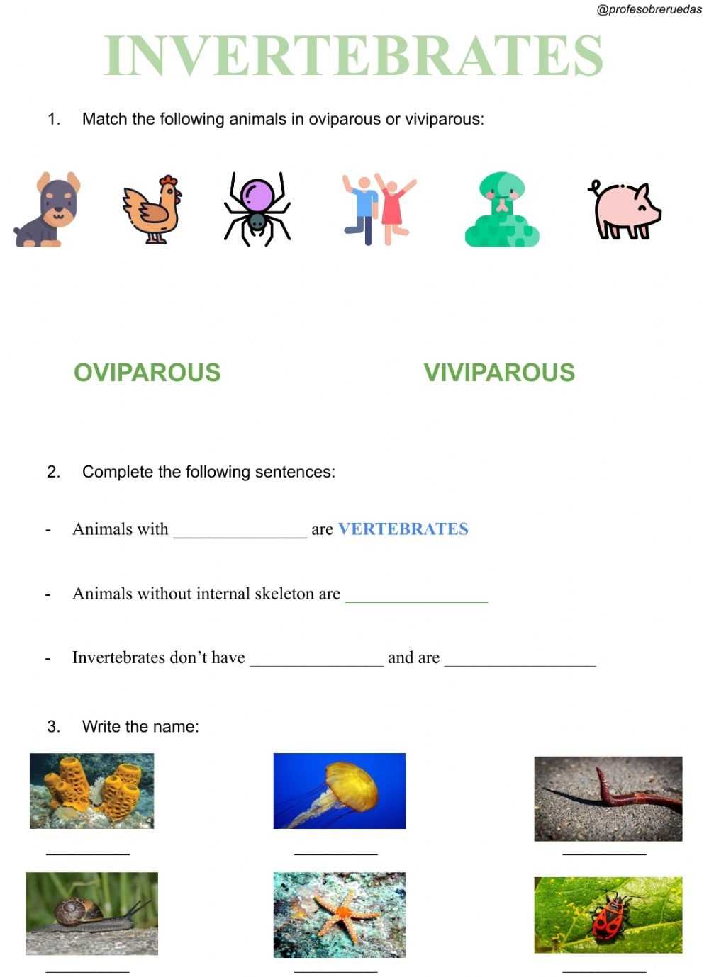 Invertebrates Worksheet 1St Grade Within Science Worksheet For 1St Grade