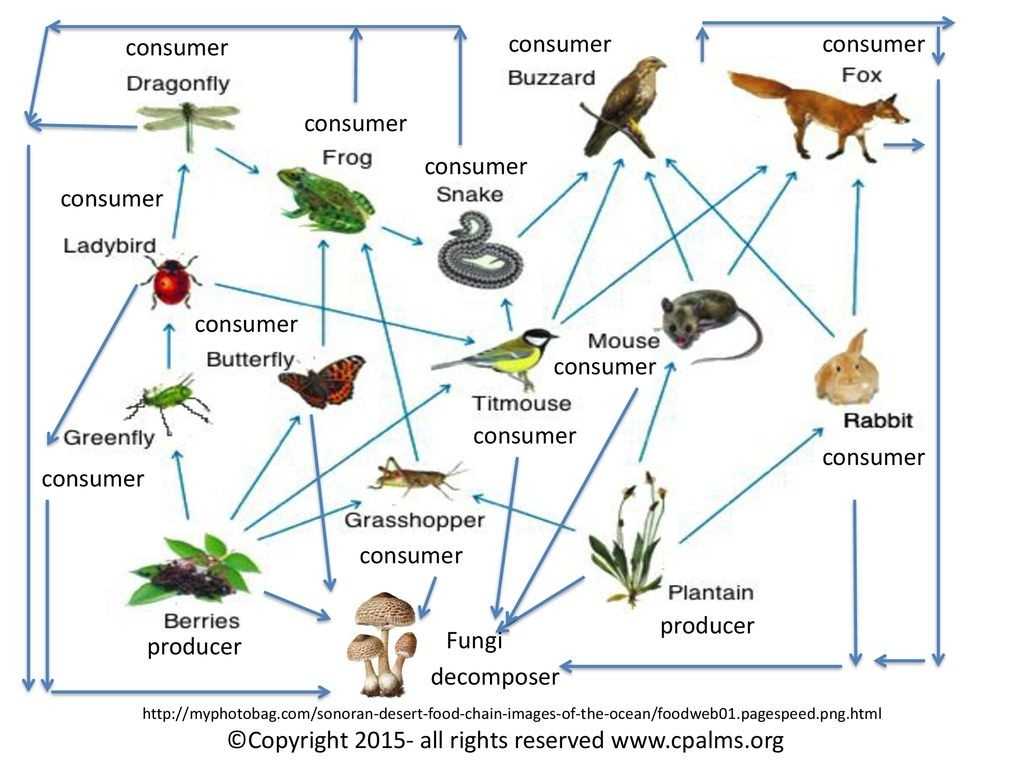 Is An Octopus A Producer Consumer Or Decomposer with regard to Producers And Consumers Worksheet