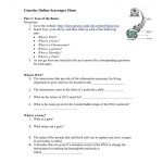 Karyotype Worksheet Answer Key With Regard To Biology Karyotype Worksheet Answers Key