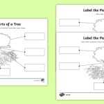 Ks1 Differentiated Worksheets Diagram Of A Tree With Labels Regarding Parts Of A Tree Worksheet