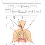 Label Respiratory System Worksheet With Respiratory System Worksheet Answer Key
