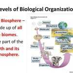 Levels Of Organization Worksheet 7Th Grade Throughout Level Of Organization Worksheet