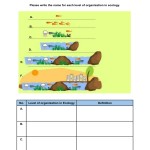 Levels Of Organization Worksheet Throughout Levels Of Organization Worksheet