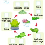 Life Cycle Frog Free Worksheet Pdf For Kids Regarding Frogs Life Cycle Worksheet