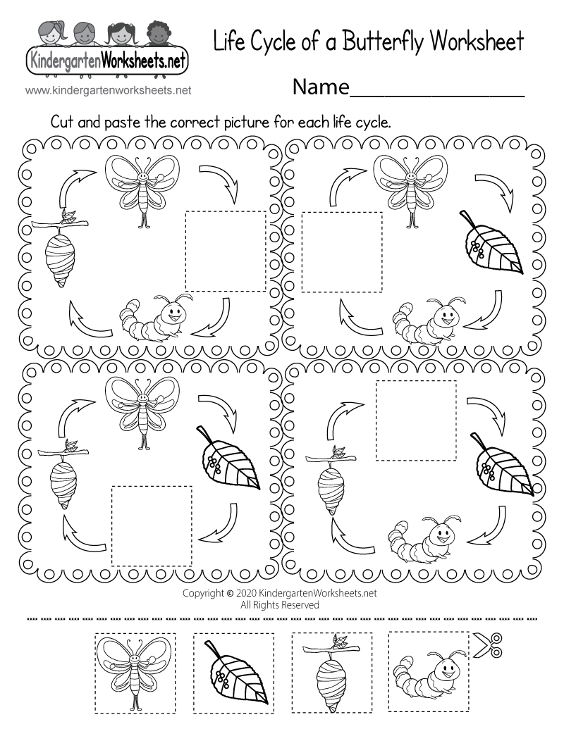Life Cycle Of A Butterfly Worksheet - Free Printable, Digital, & Pdf Inside Butterfly Life Cycle Worksheet