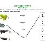 Life Cycle Of A Frog Interactive Activity throughout Frog Life Cycle Worksheet