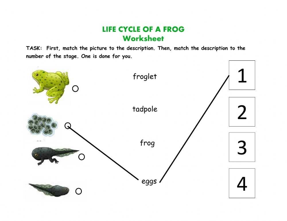 Life Cycle Of A Frog Interactive Activity throughout Frog Life Cycle Worksheet