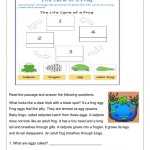 Life Cycle Of A Frog Online Exercise For 2 Pertaining To Frogs Life Cycle Worksheet