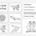 Life Cycle Of A Frog Worksheet 2 – Studyladder Interactive Learning Games With Frog Life Cycle Worksheet