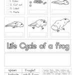 Life Cycle Of A Frog Worksheets – Superstar Worksheets With Regard To Frogs Life Cycle Worksheet