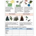 Living Things Classification Worksheet Intended For Characteristics Of Life Worksheet Answers