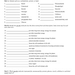 Macromolecules Worksheet 2 — Db Excel Throughout Macromolecules Worksheet 2 Answers