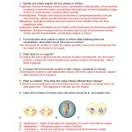 Meiosis Worksheet Answer Key Pdf – Iondesignart Pertaining To The Cell Cycle Worksheet Answers