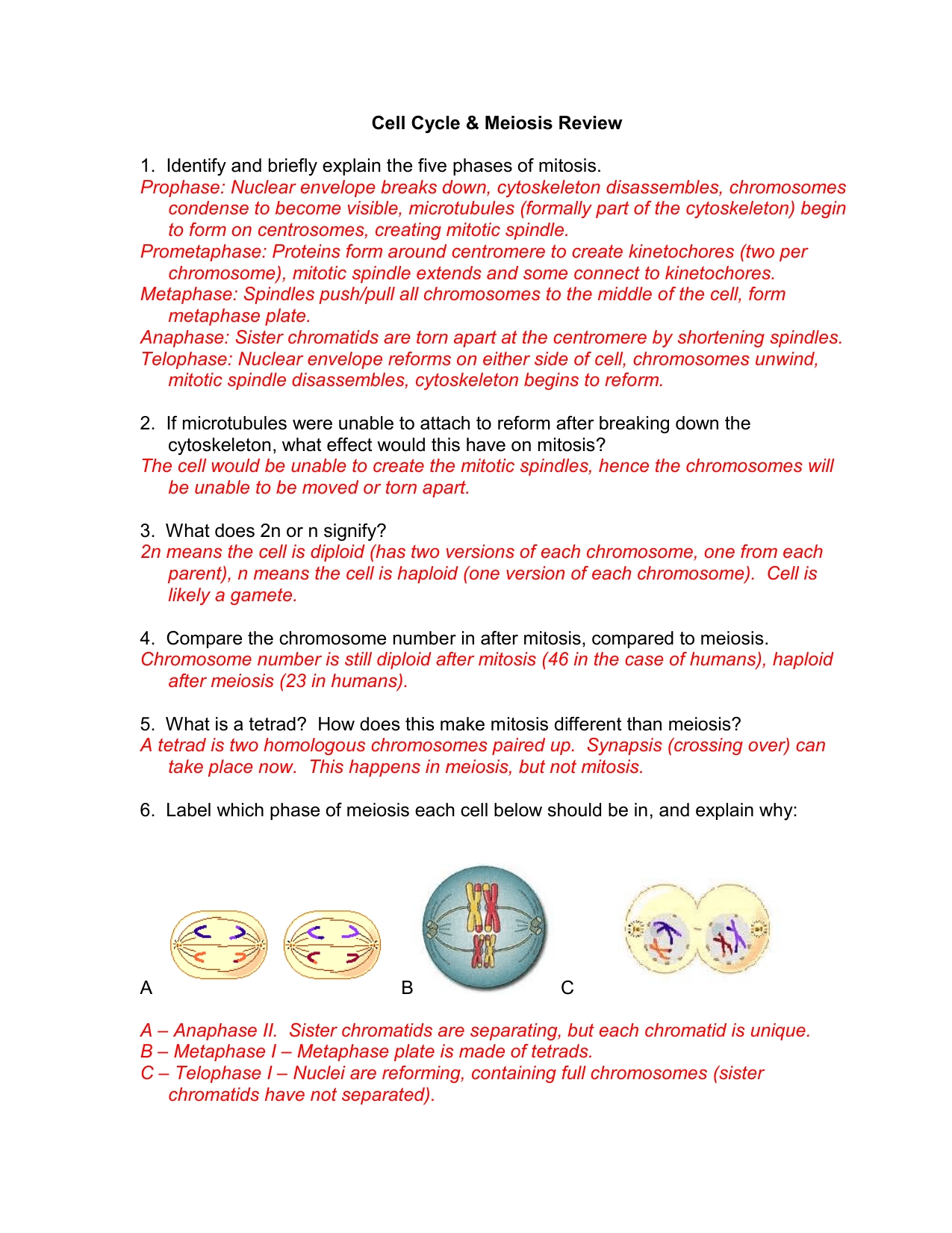 Meiosis Worksheet Answer Key Pdf - Iondesignart Pertaining To The Cell Cycle Worksheet Answers